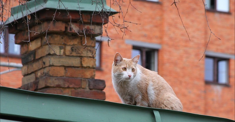 Қаңғыбас мысықтан қауіп көп