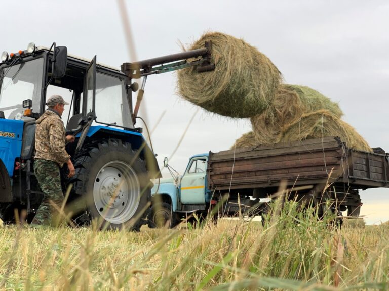 Былтырғыдай шөп тапшылығы болмайды