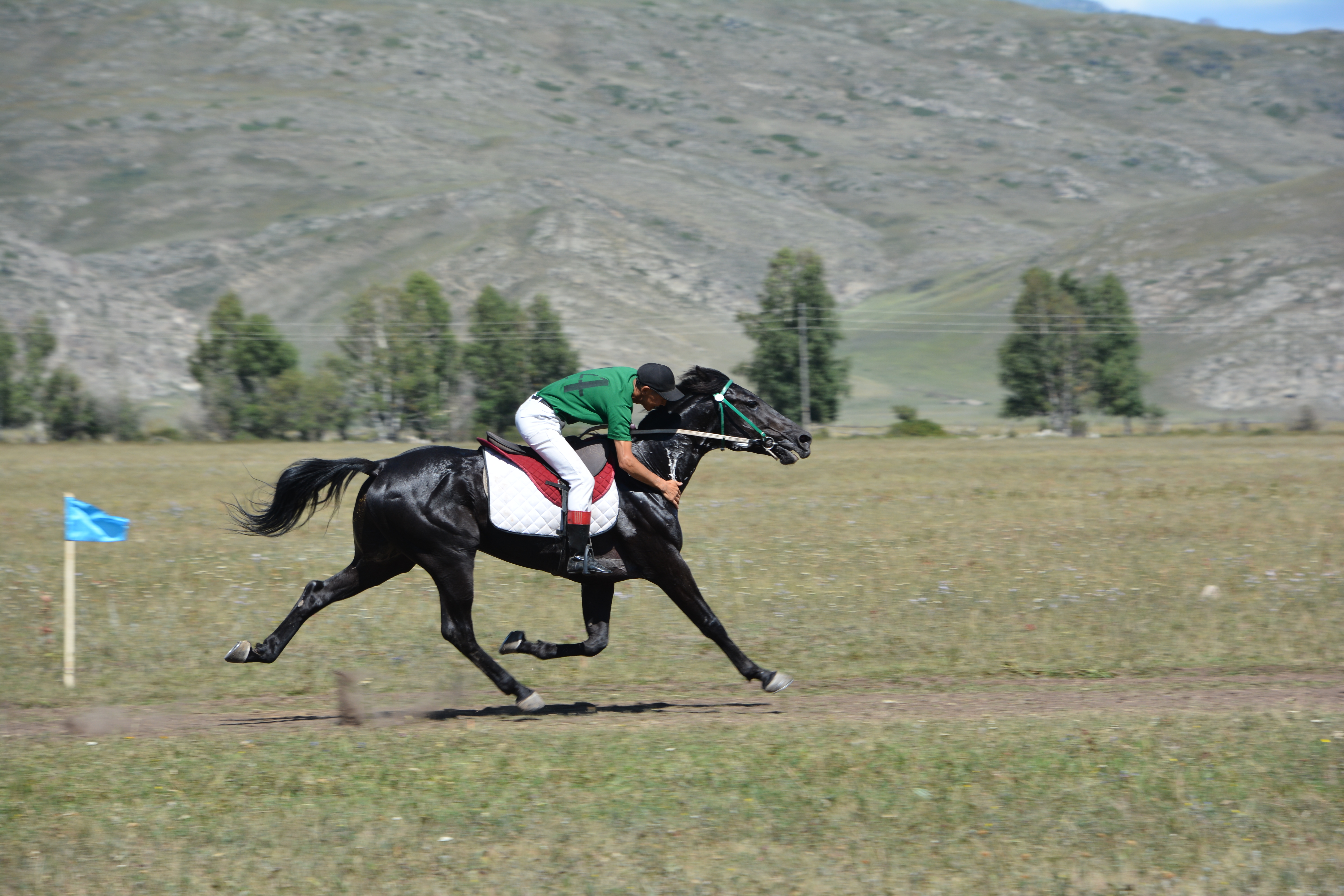 «Алтын тай» Аягөздің еншісінде