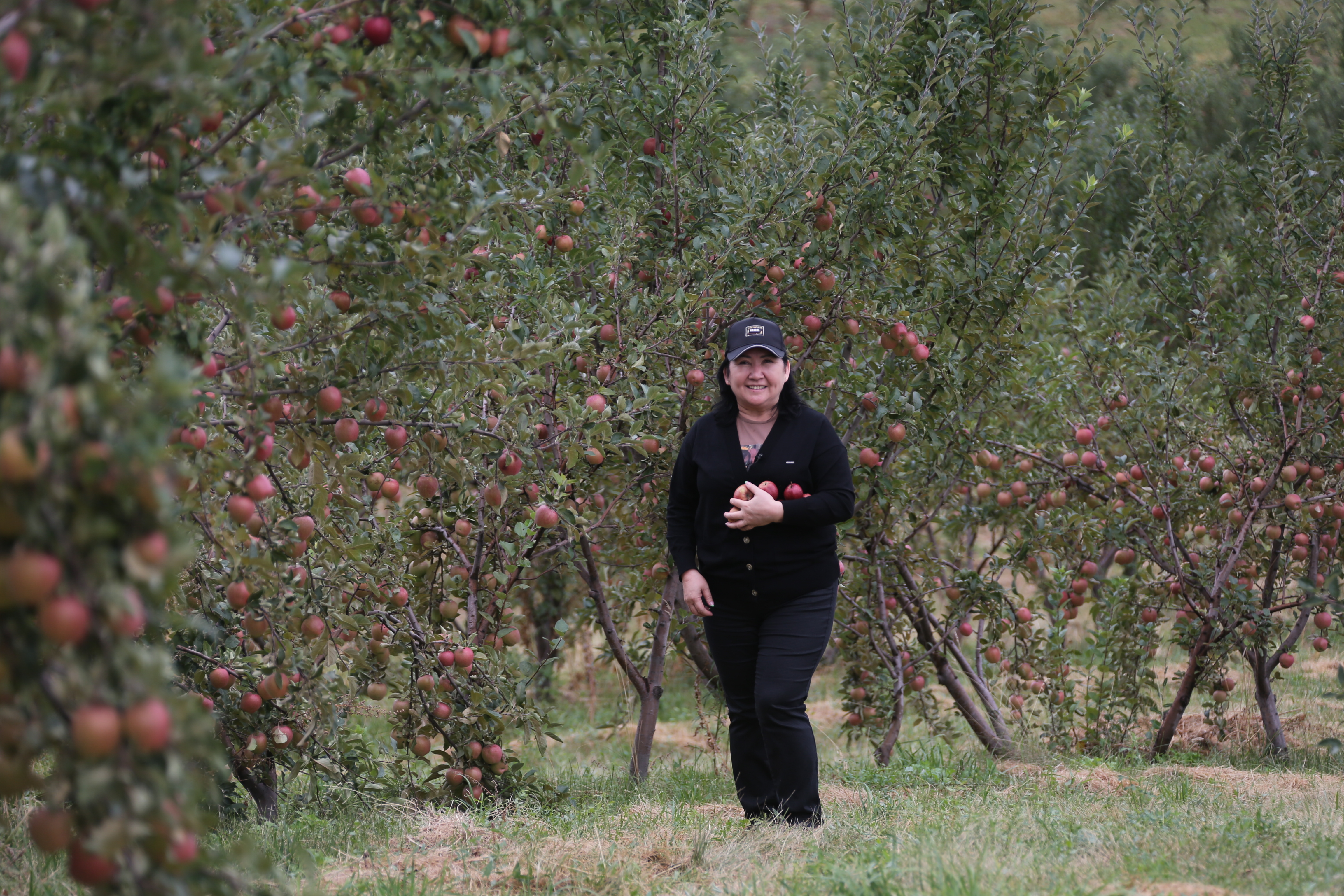Алманың атасы: Жетісу сиверсінің жайы қандай?