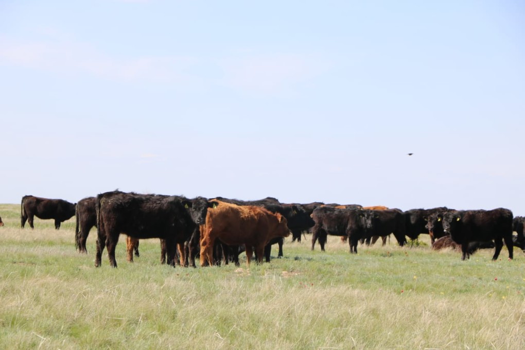 Жер иесін тапса...