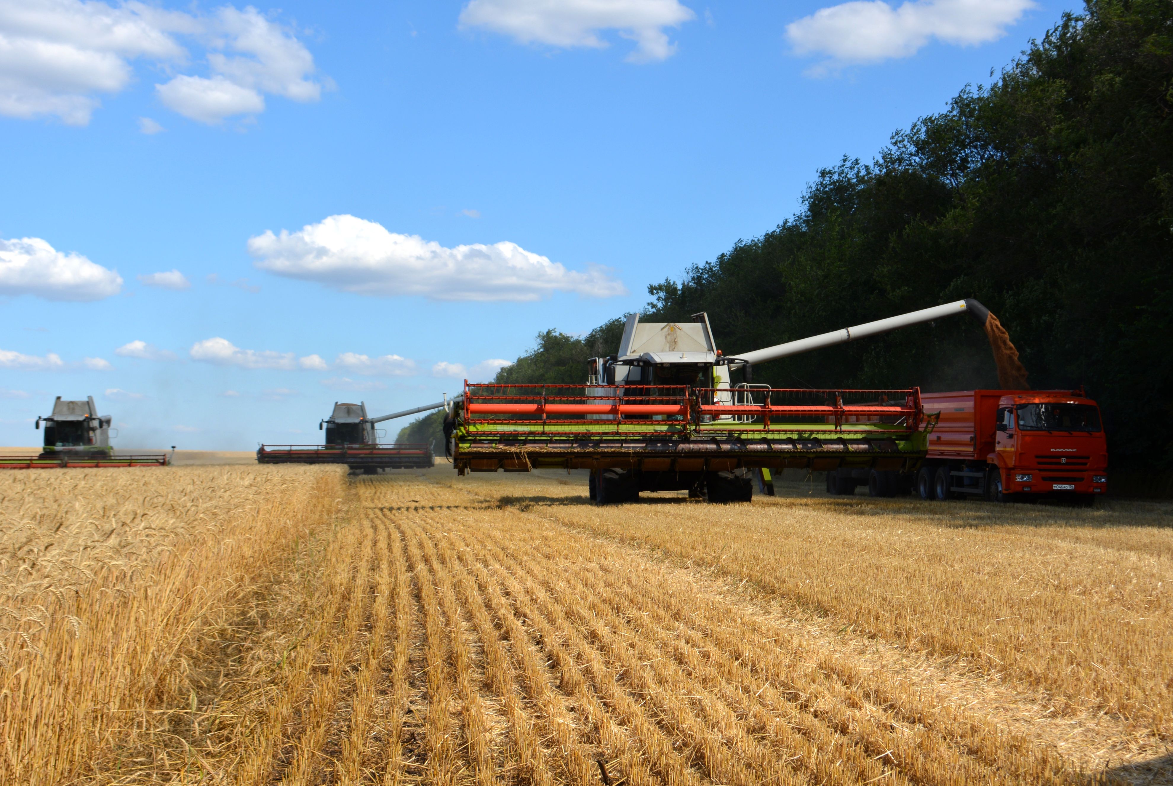 Сайын даладағы сары теңіз