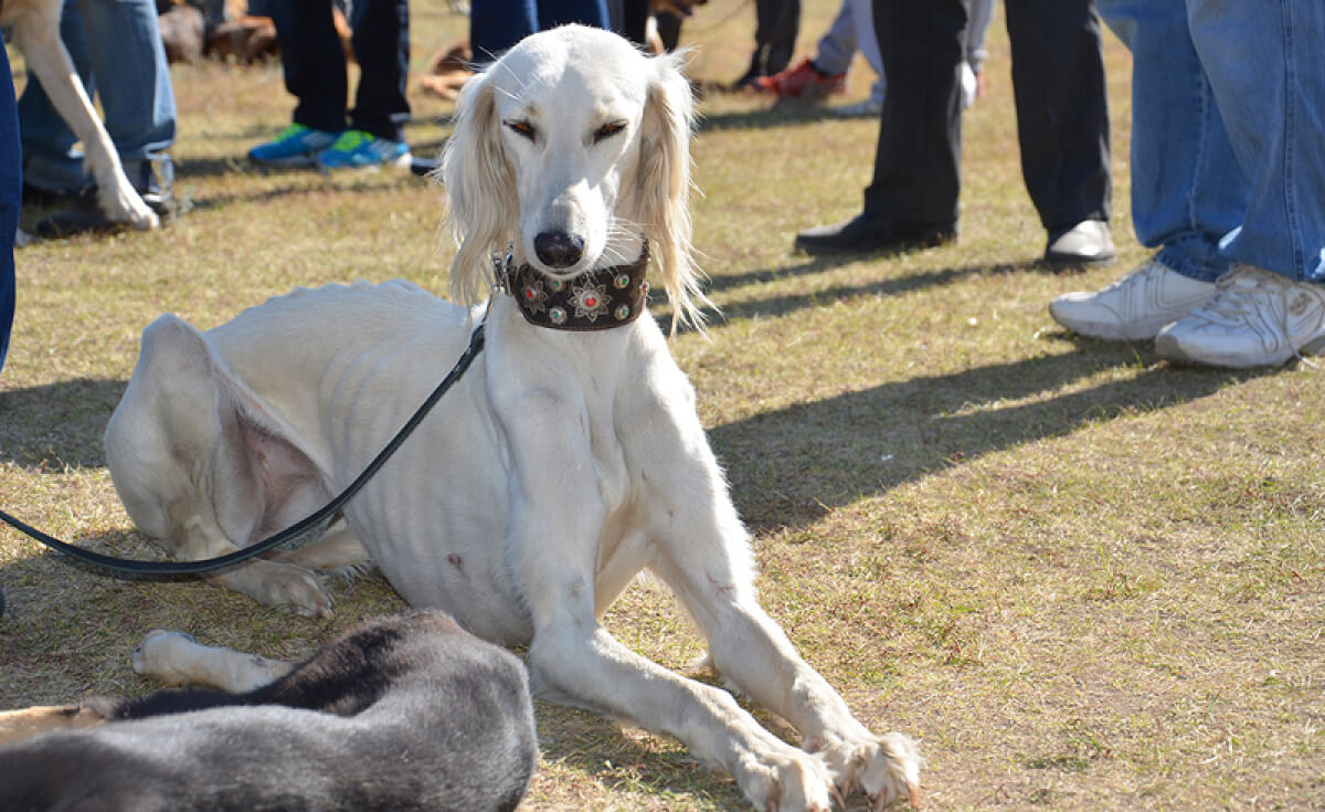 Қазақы тұқымдарды сақтау жайы қаралды