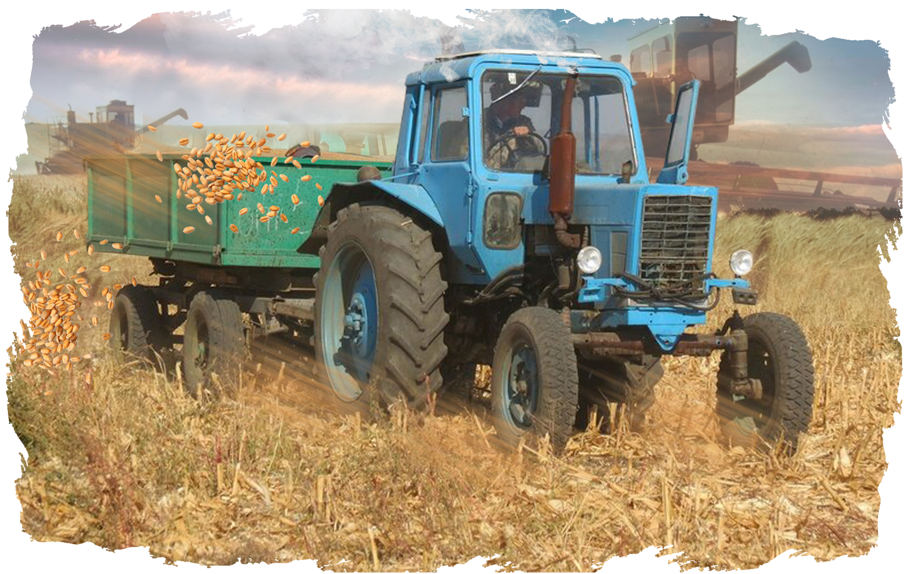 Тозған трактормен егін жинап жүр