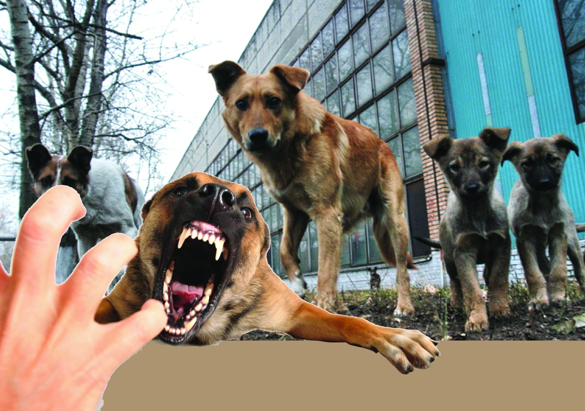 Қаңғыбас иттен қауіп көп