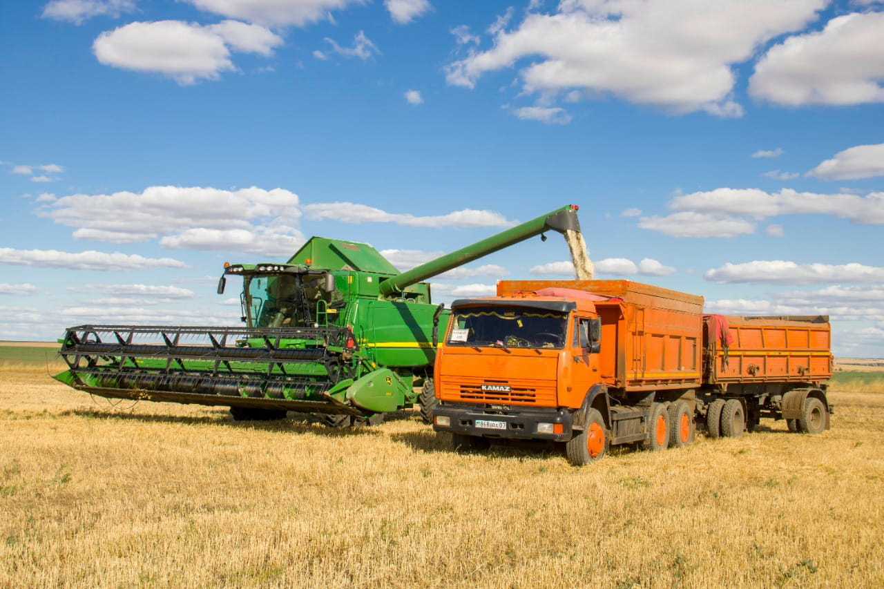 Батыста егін бітік