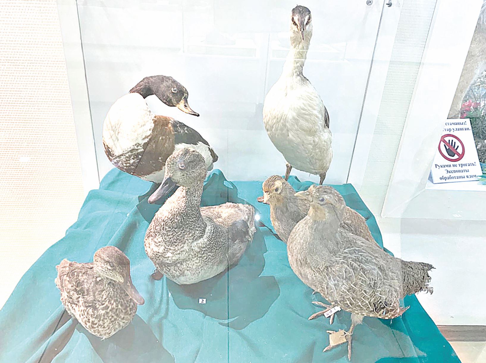 Бақша баптап, құс өсір