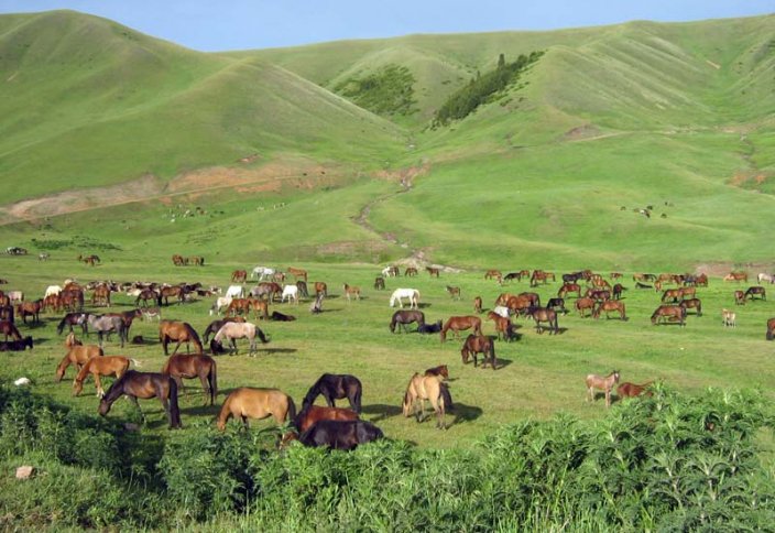 Жұрттың жанайқайы – жайылым жайы