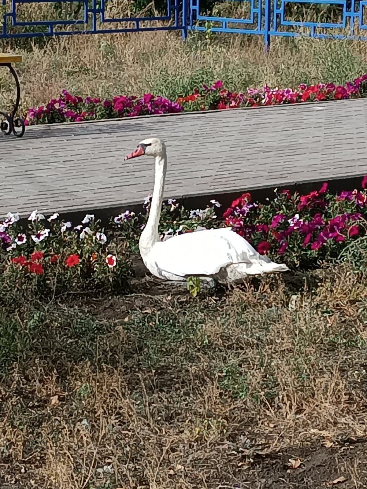 Әкімді паналаған аққу