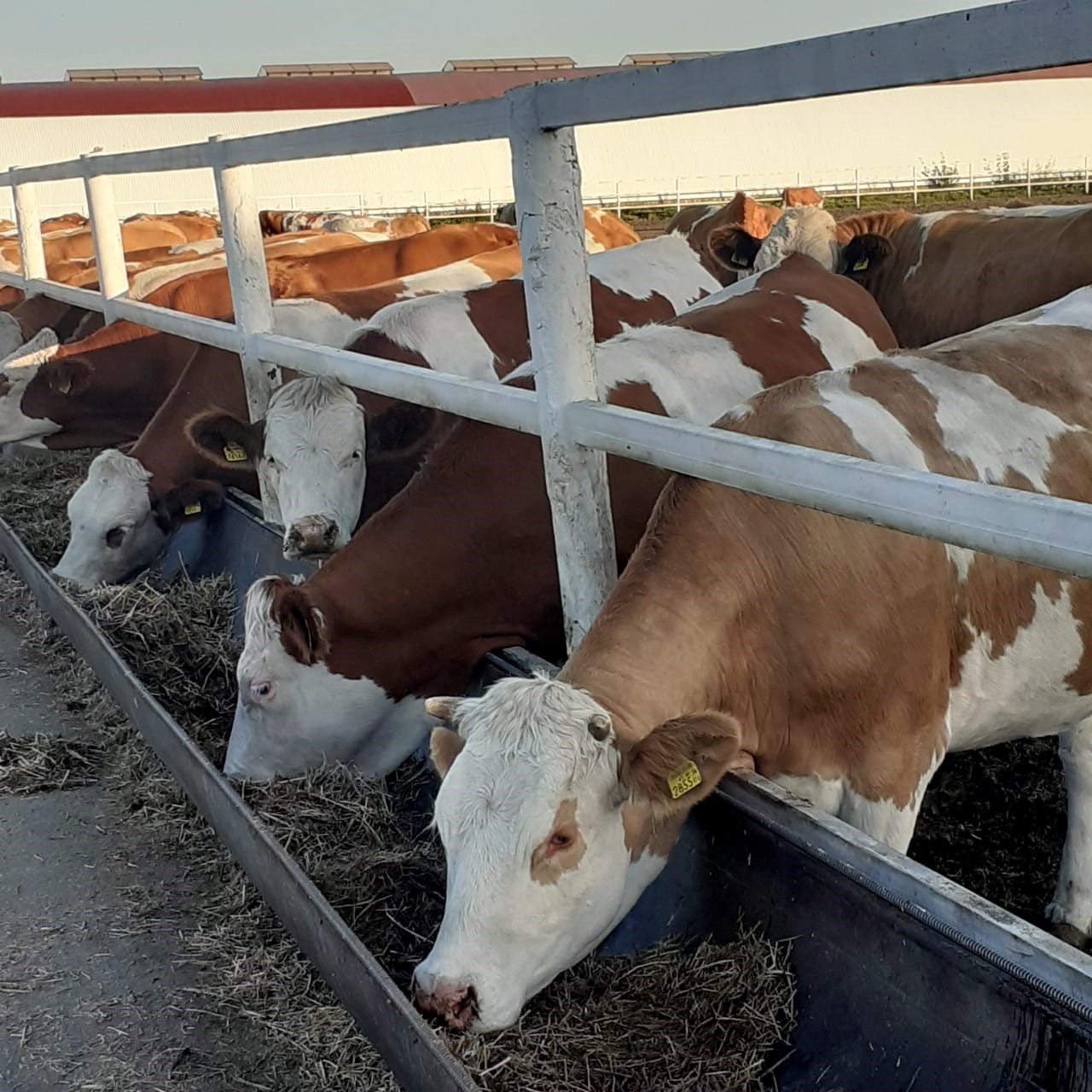 Азаматына қарап, ауылын таны