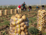 Картоп бағасы қоймаларға тәуелді