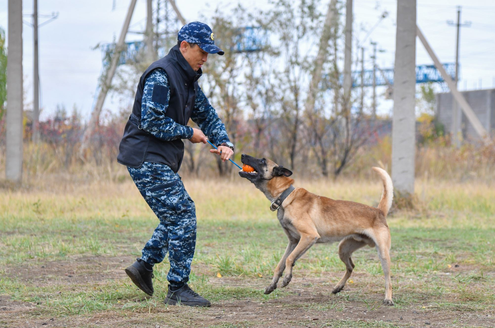 Ит иесіне тартады