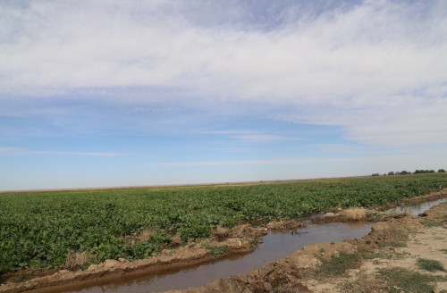 Диқандар судан тапшылық көрген жоқ