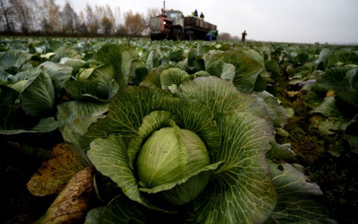 Қырыққабаттан тарықпайды