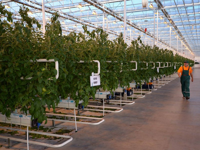 Жылыжайдың шаруасы жайқала ма, шайқала ма?