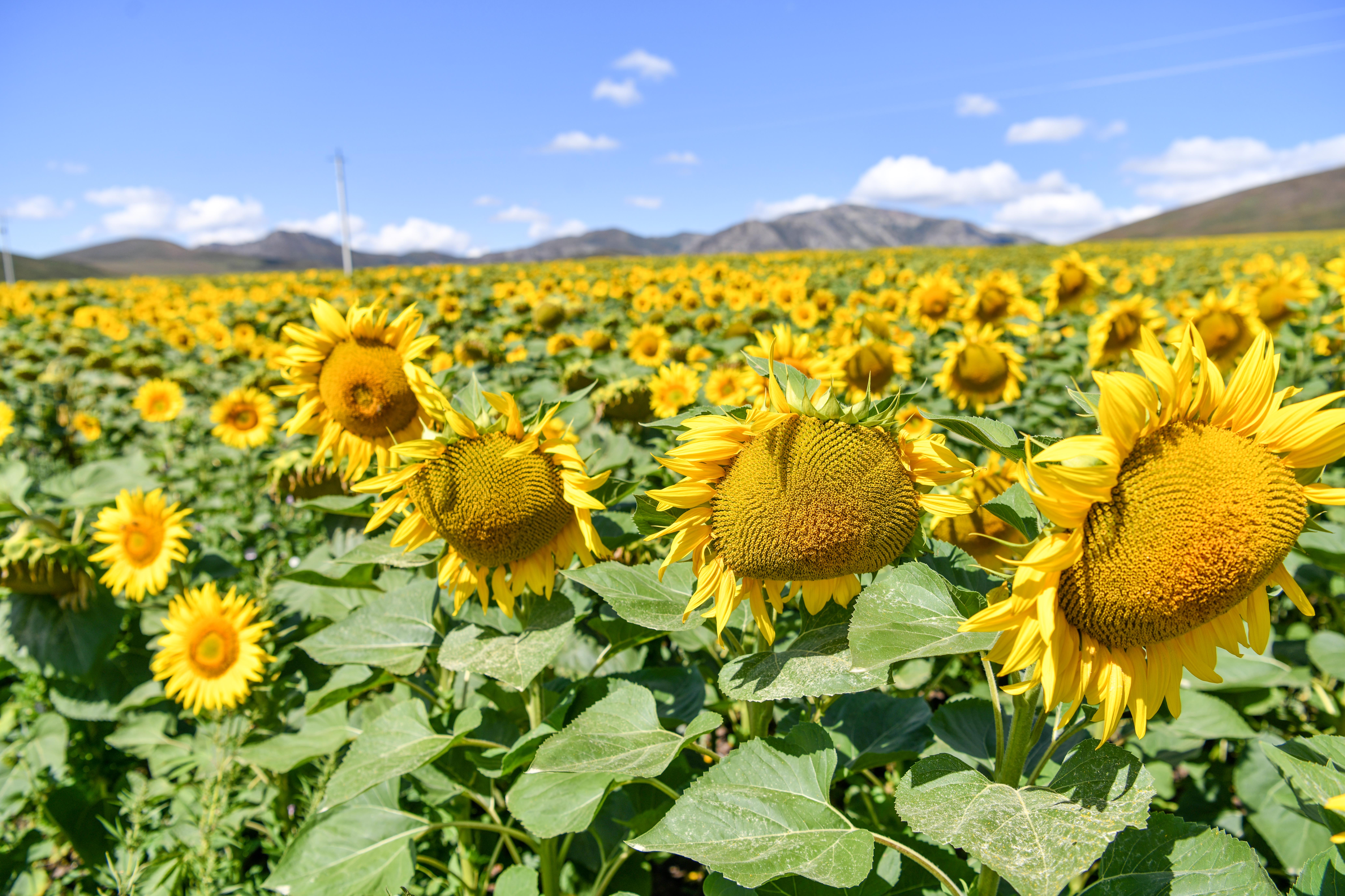 Күнбағыспен көркейген шаруашылық