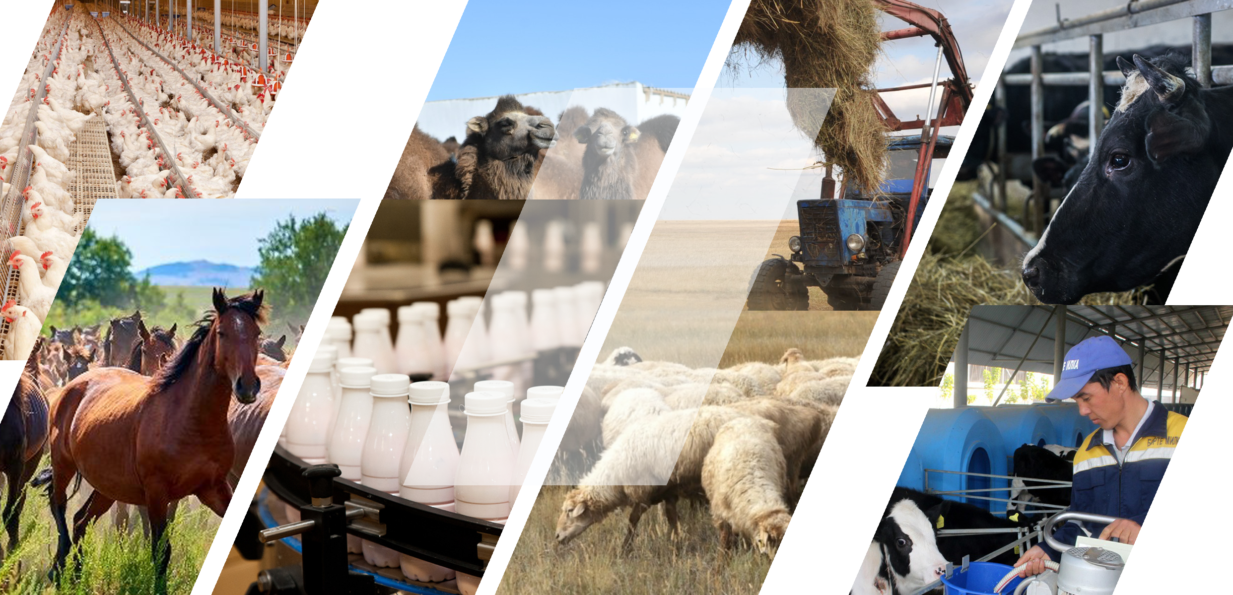 Мал өсірудің мехнаты