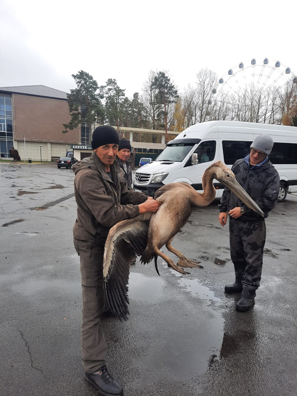 Бурабайдағы бірқазан