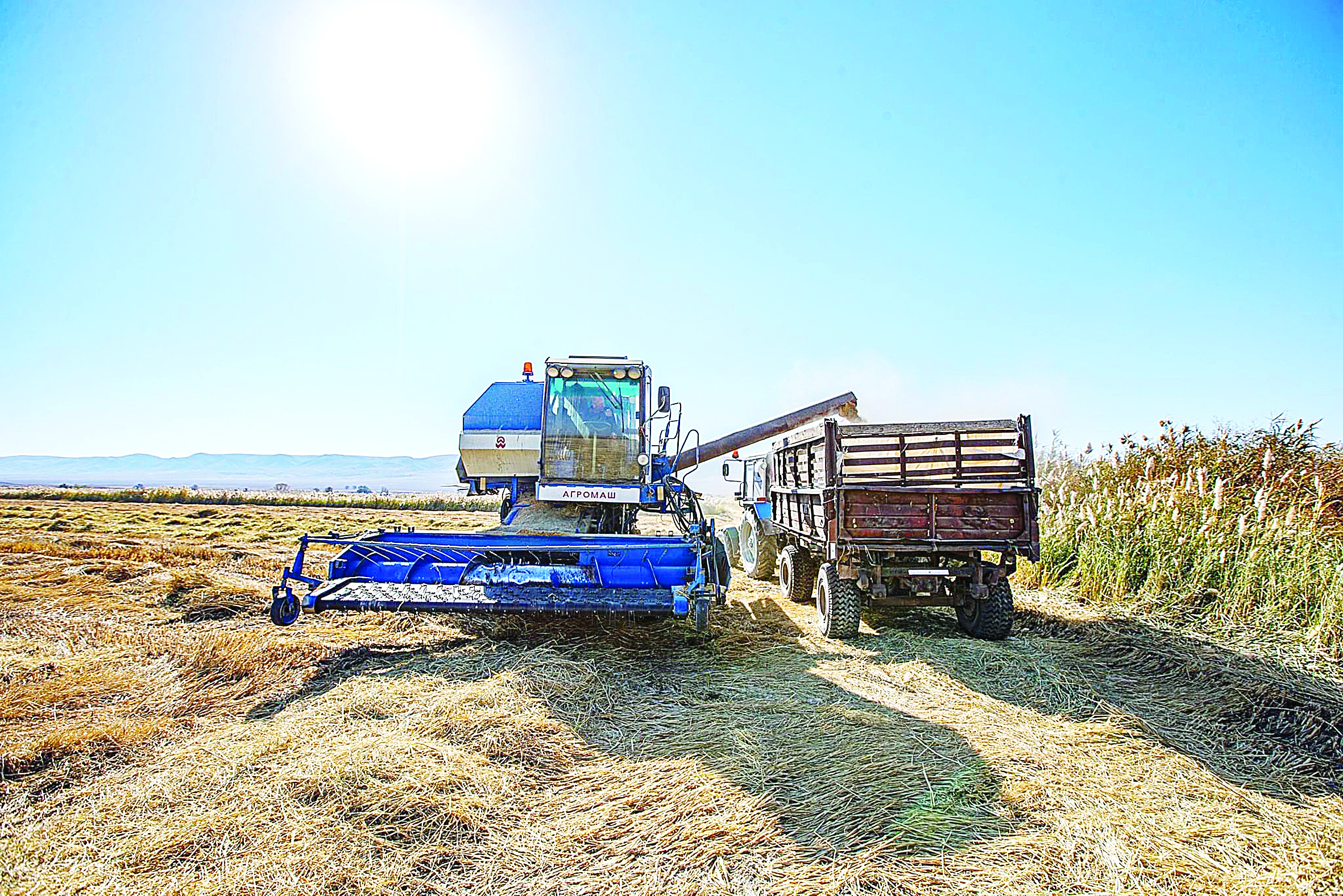 Қараталда күріш бітік шықты