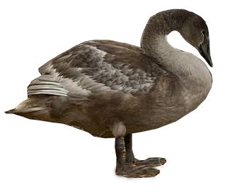 Қыстап қалған аққу