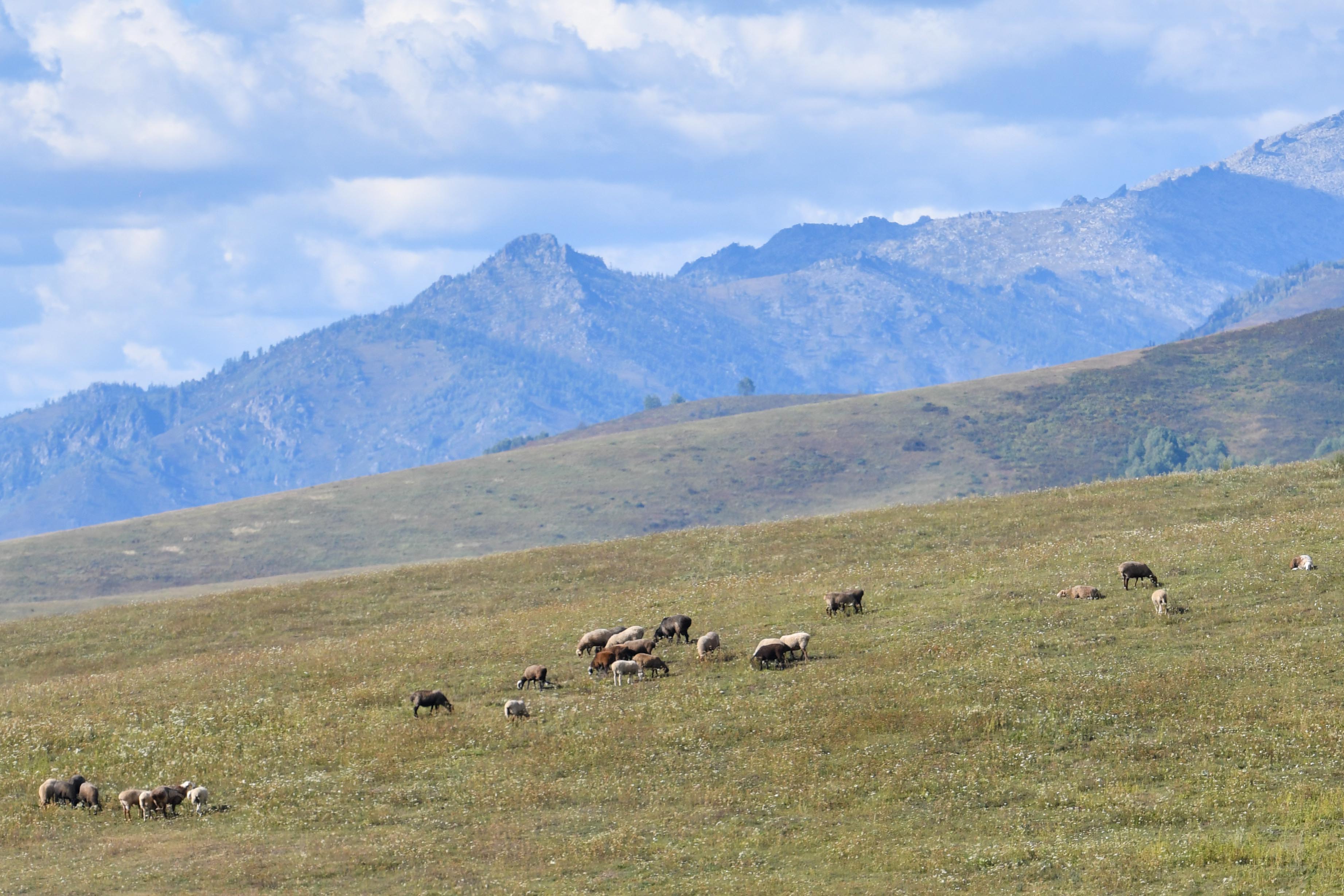 Бақпағанға мал бітпес