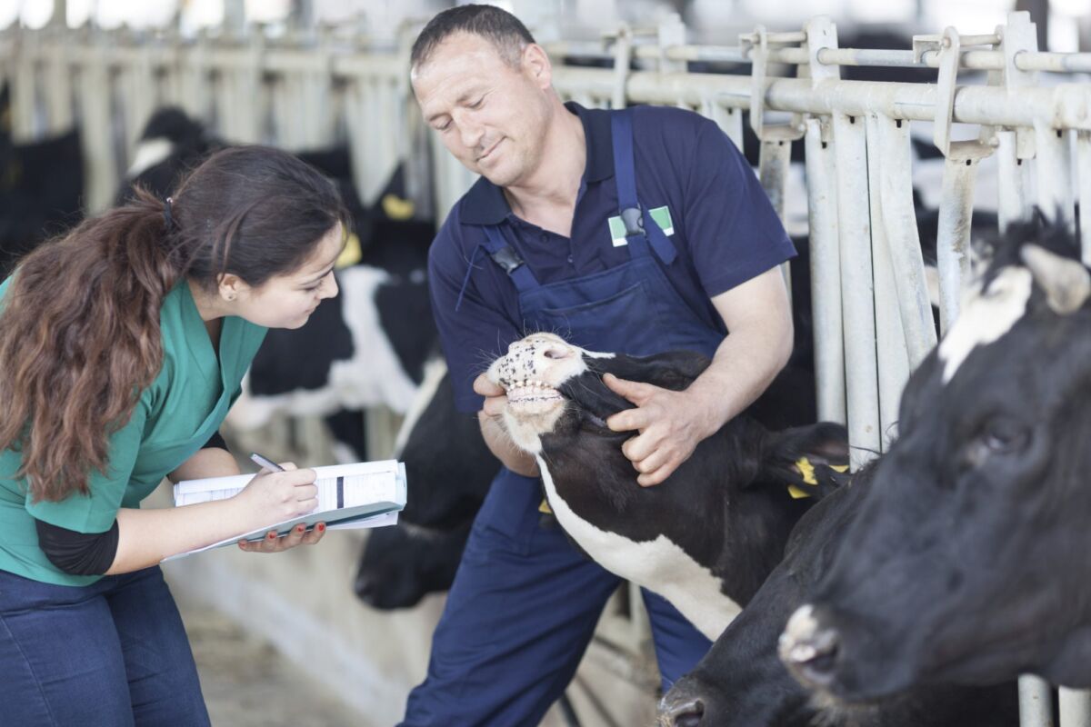 Ветеринарлық қауіпсіздік мәселесі