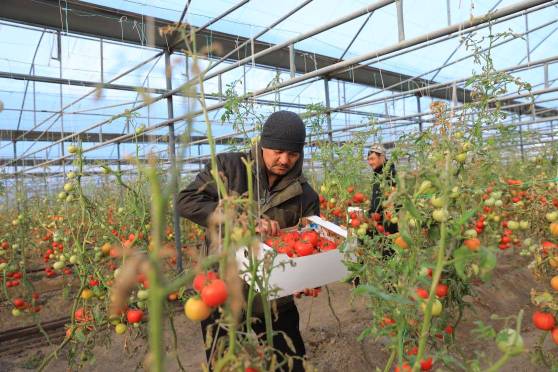 Қанатқақты жобаның жемісі