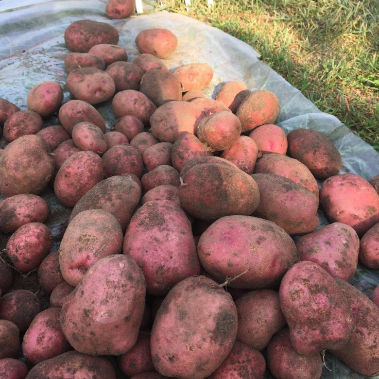 Қоғалының қызыл картобы қайда?