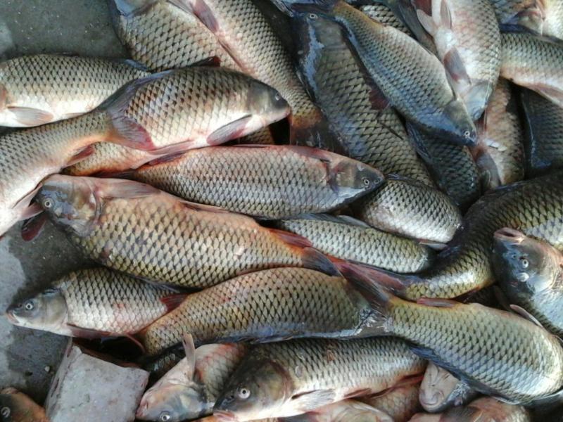 «Балық мектебі» жобасы