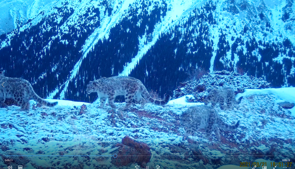 Заңғар көркі – ілбіс: тау тағысын бақылау қалай жүргізіледі?