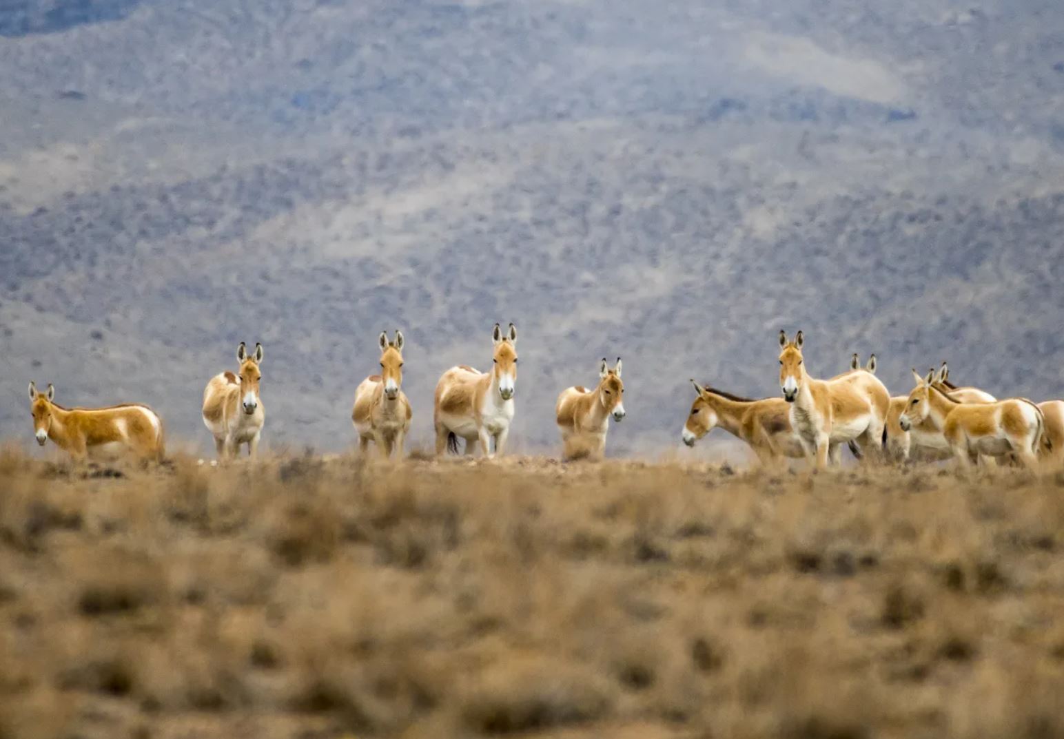 Іле-Балқаштағы құлан үйірі