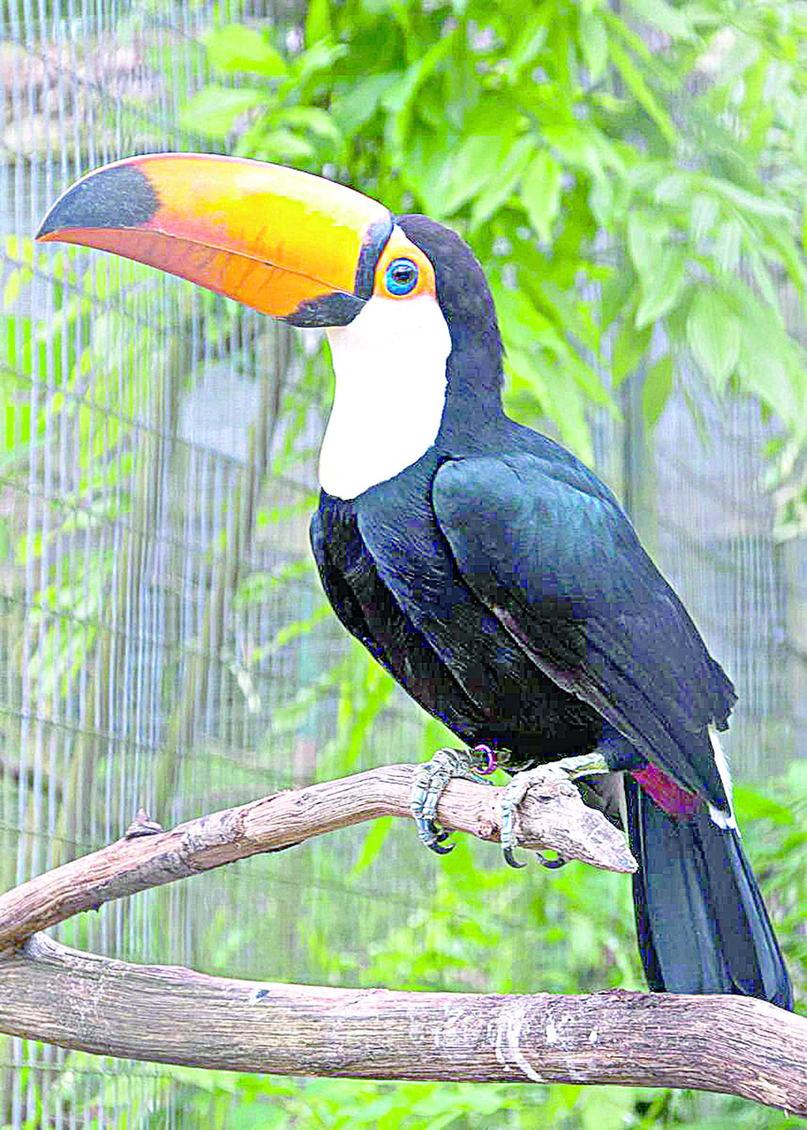 Ақ төсті тұқан – Алматы зообағының жаңа тұрғыны