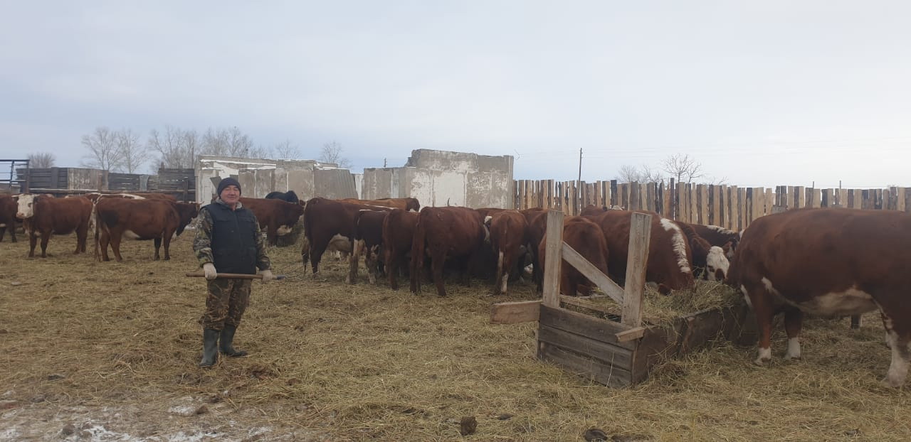 Берекелі  ақбас сиыр