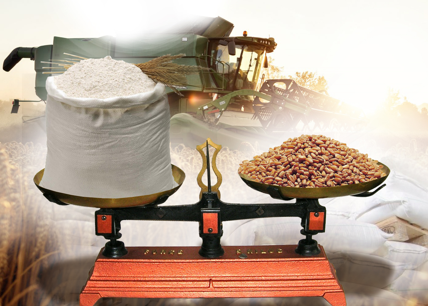 Бидай арзан, ұн қымбат...