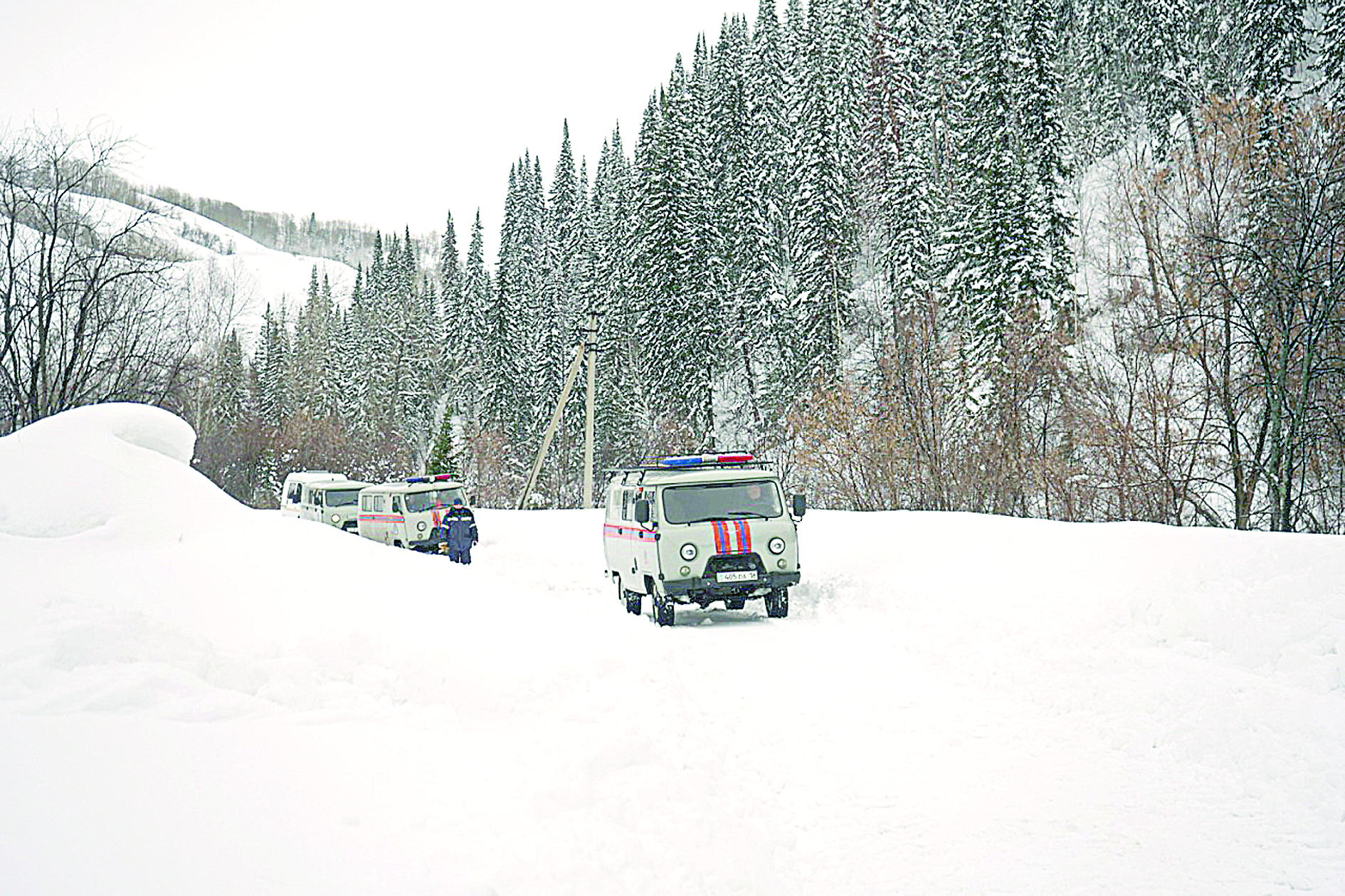 Ат құлағы көрінбес ақтүтек