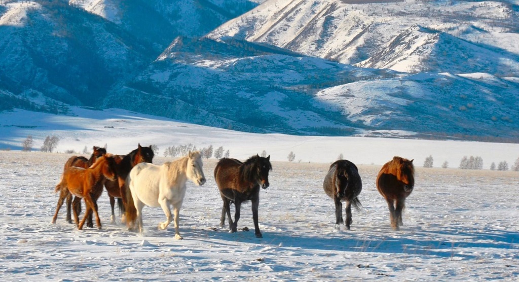 Малсақ қауымға неге қоң бітпейді?