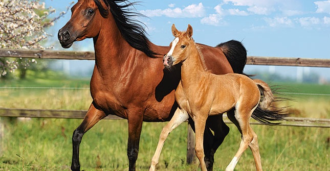 Төрт биеден басталған бизнес