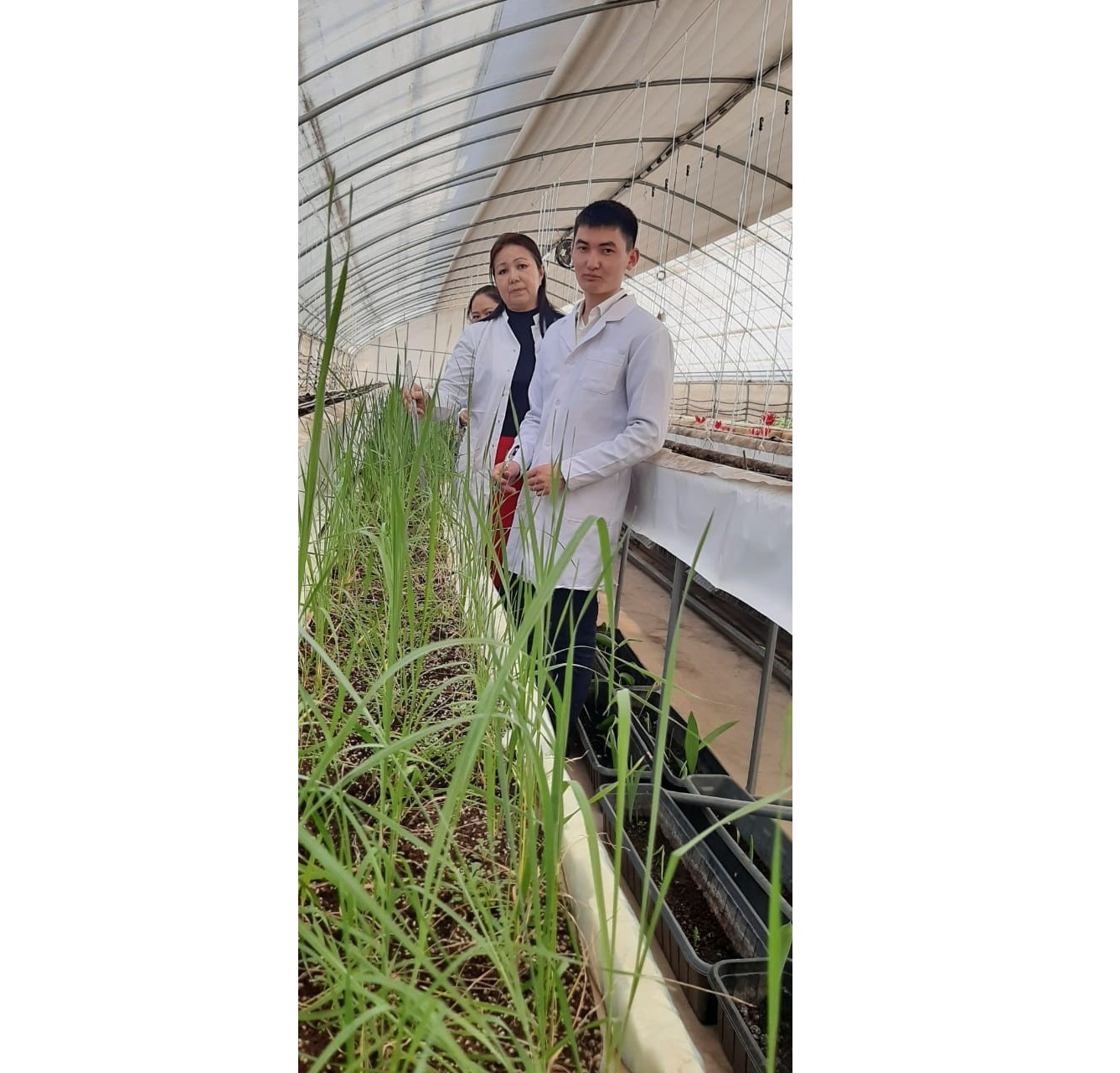 Бабы бөлек бидай