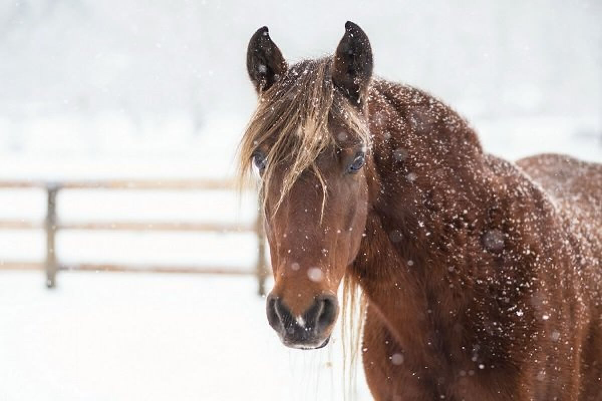 Қаруланған ұрылар ұсталды