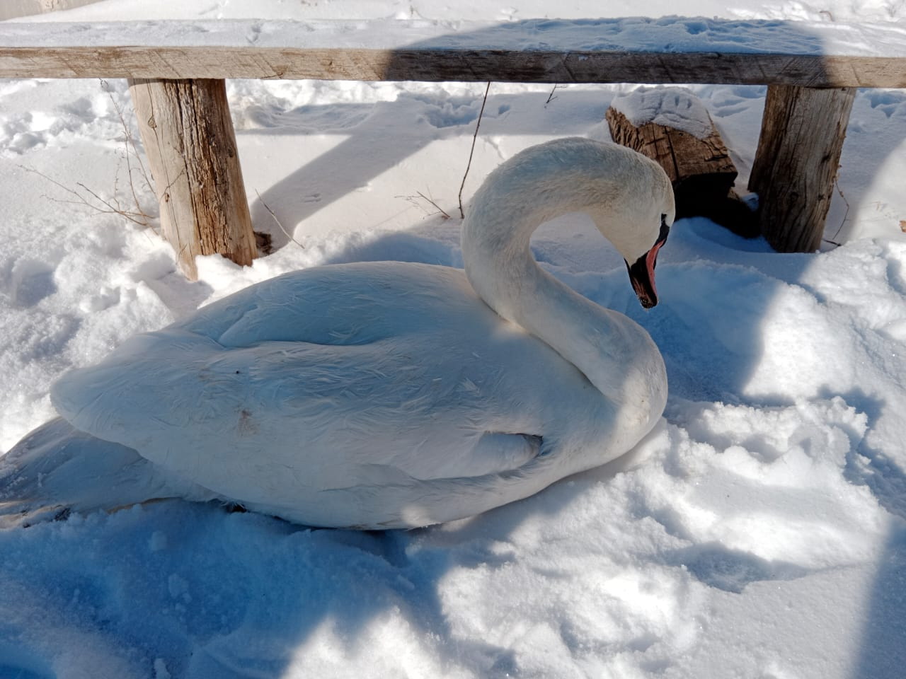 Аққуды құтқарып қалды