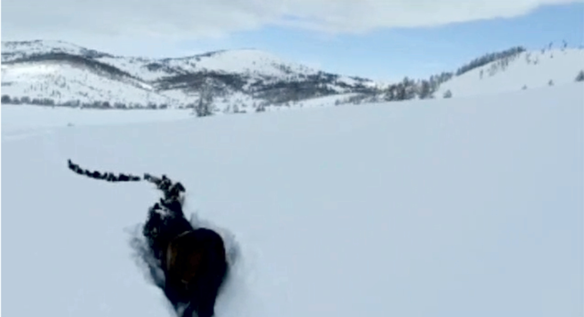 Қалың қарда қалай жан сақтайды?