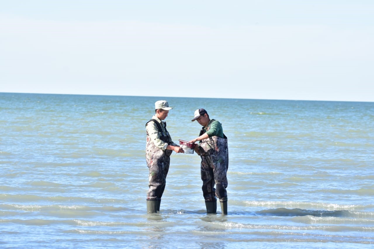 Шалқар көлінен табылған жәндік