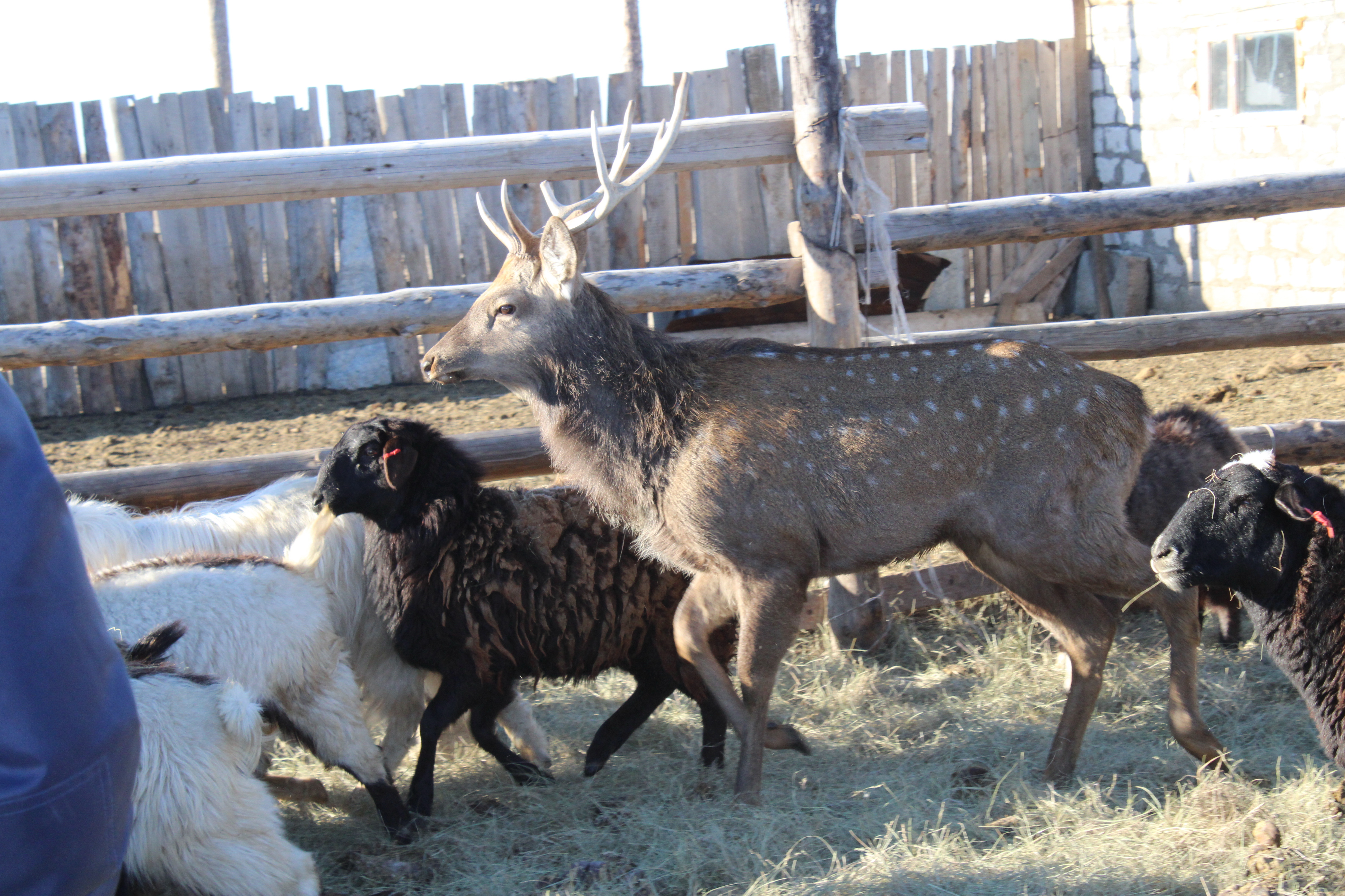 Қой ішінде бұғы жүр...