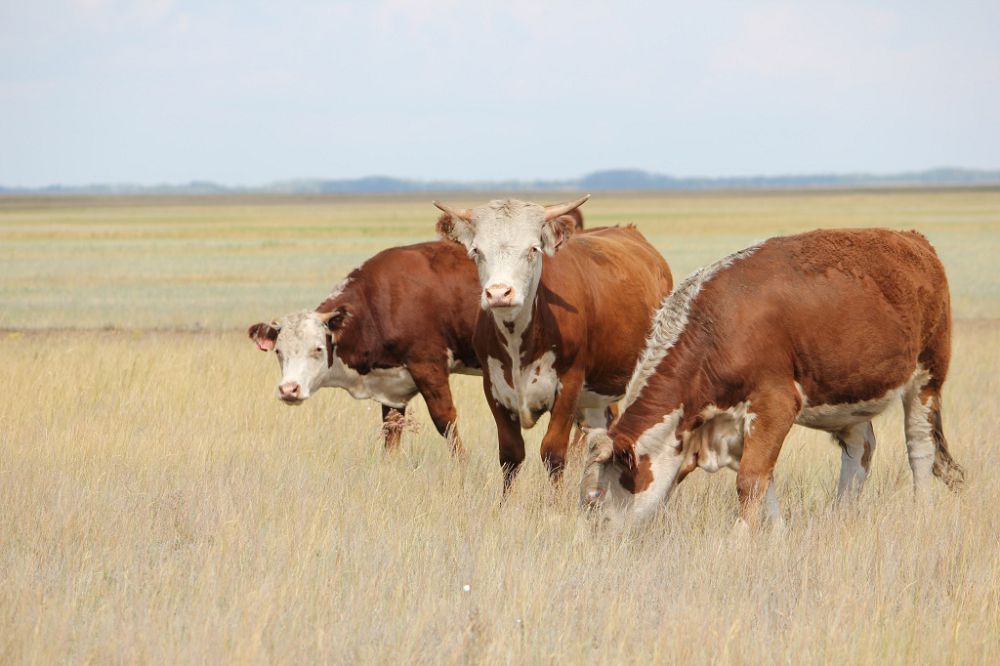 Қайратты ерге бақ тұрар