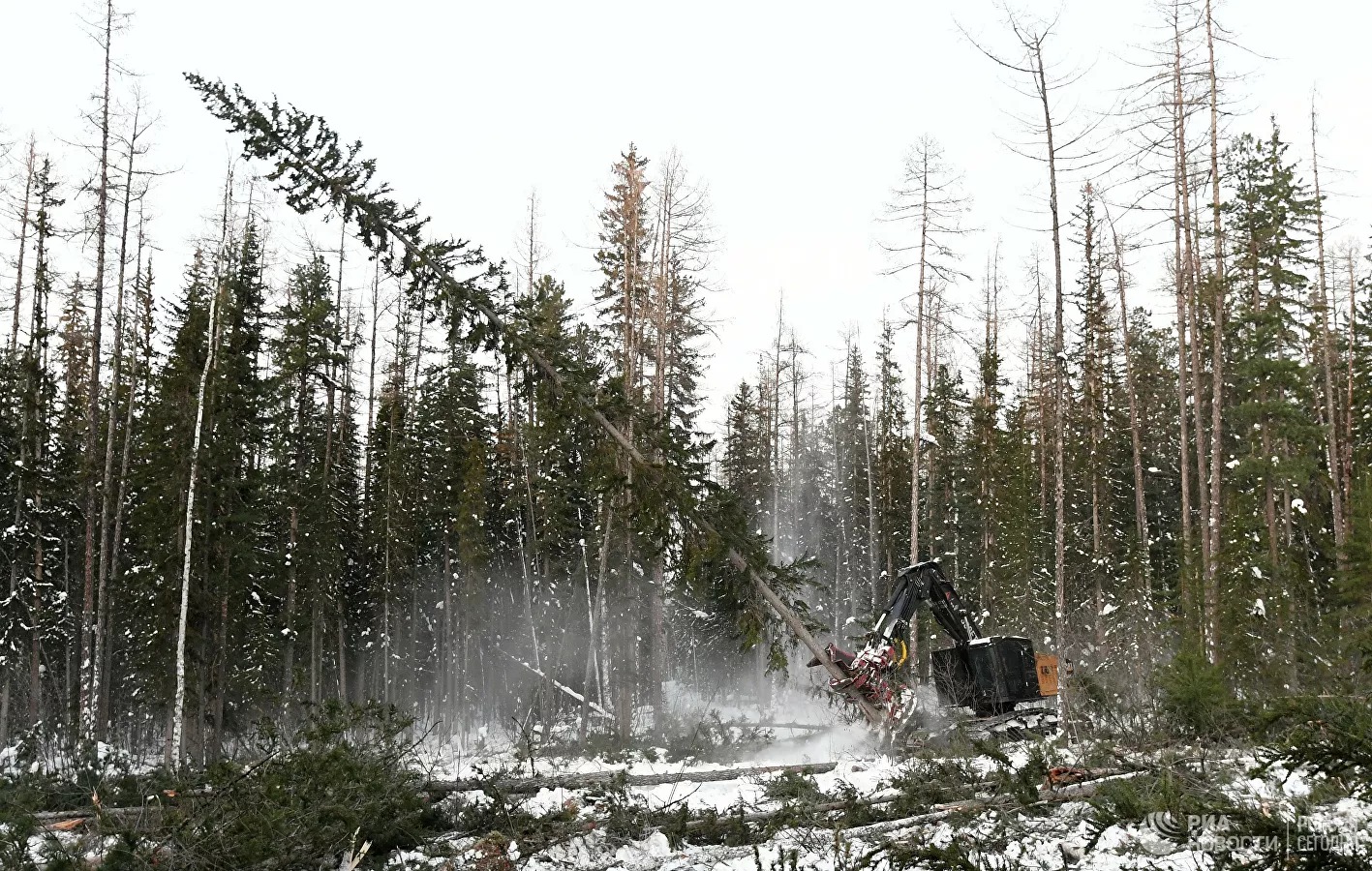 Ертіс орманының елеңдеткен ертеңі