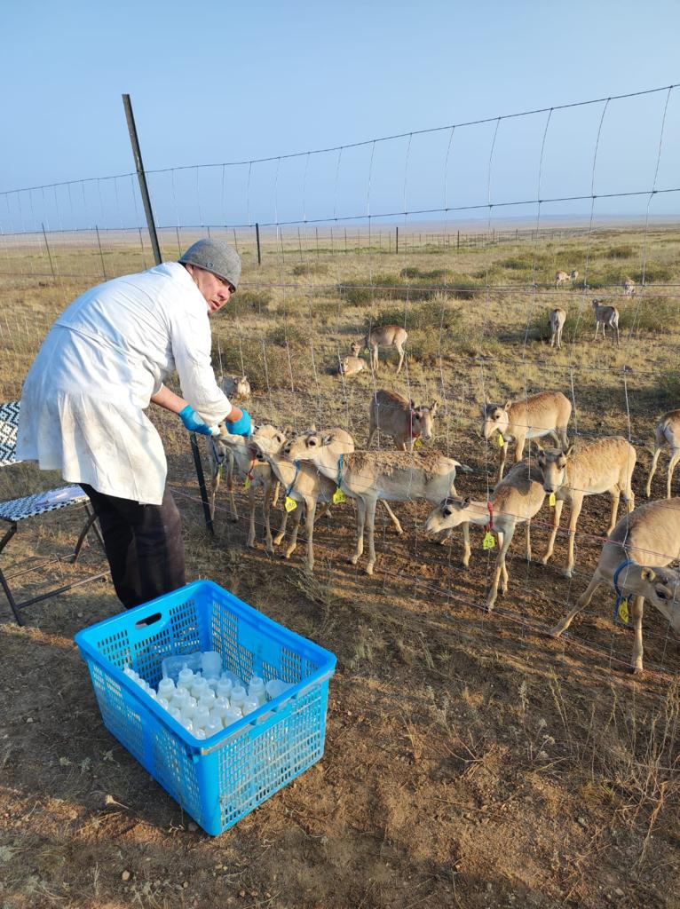 Ақбөкенді шектеп аулау мәселенің шешімі бола ала ма?