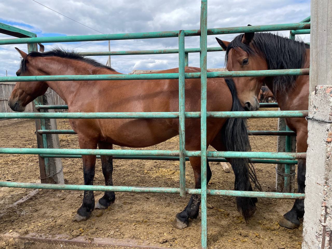 Тау тұрпатты тұлпарлар