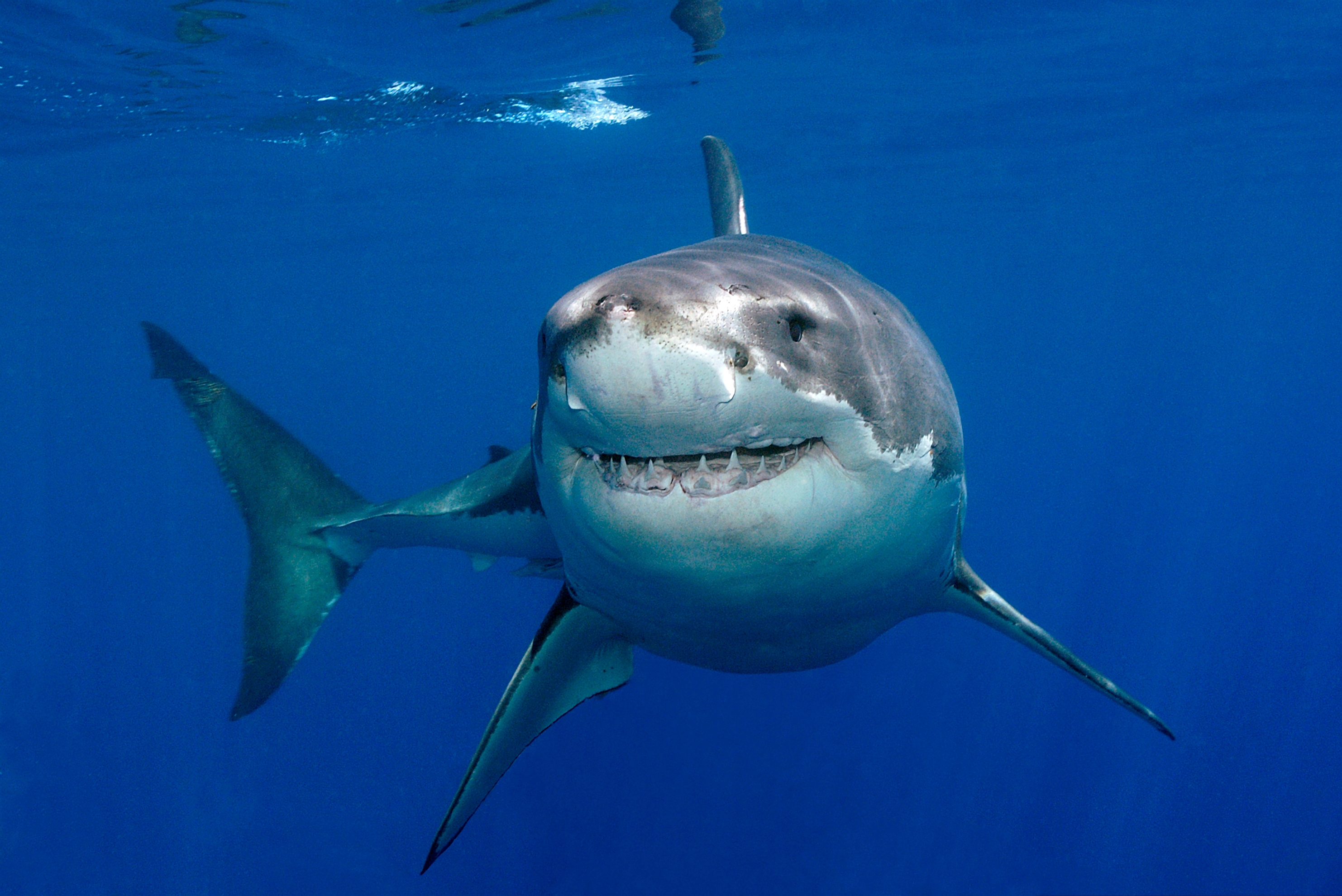 Туристер толы жағажайда акула ер адамға шабуыл жасаған