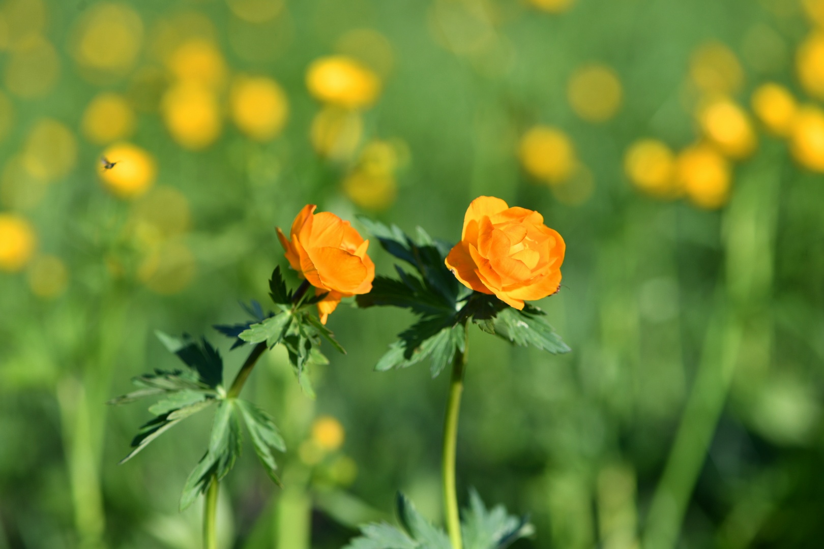 Дала өсімдіктері  ерекше қорғауға зәру