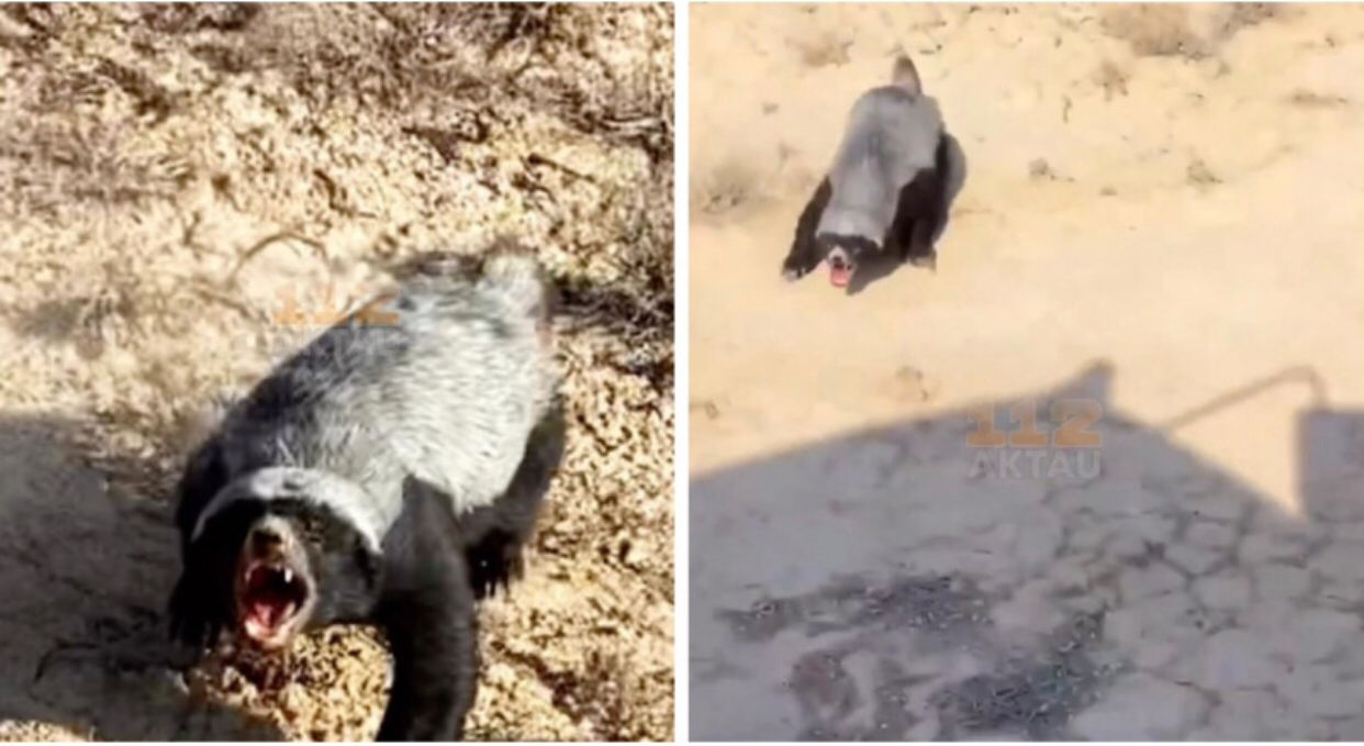 Маңғыстау даласында сирек кездесетін жануар видеоға түсіп қалды